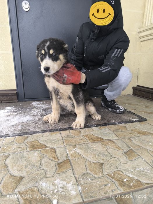 Продам щенок Сао