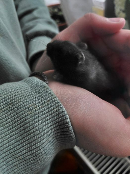 Donez 5 pui de hamsteri și un adult mascul