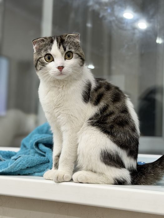 Шотландский вислоухий кот