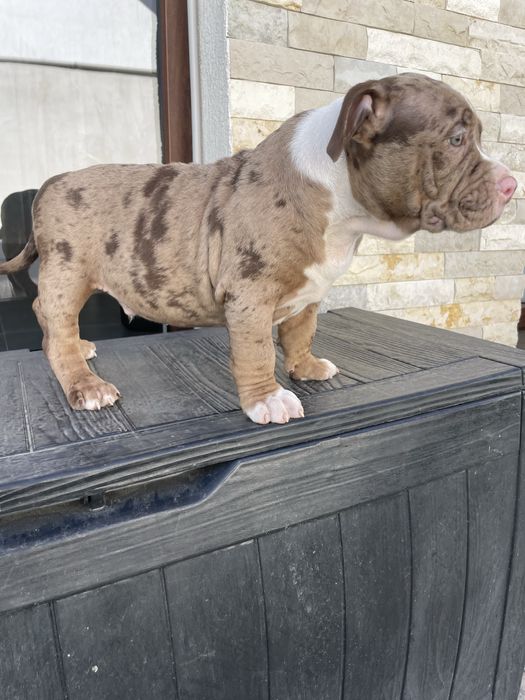 Catei American bully pocket