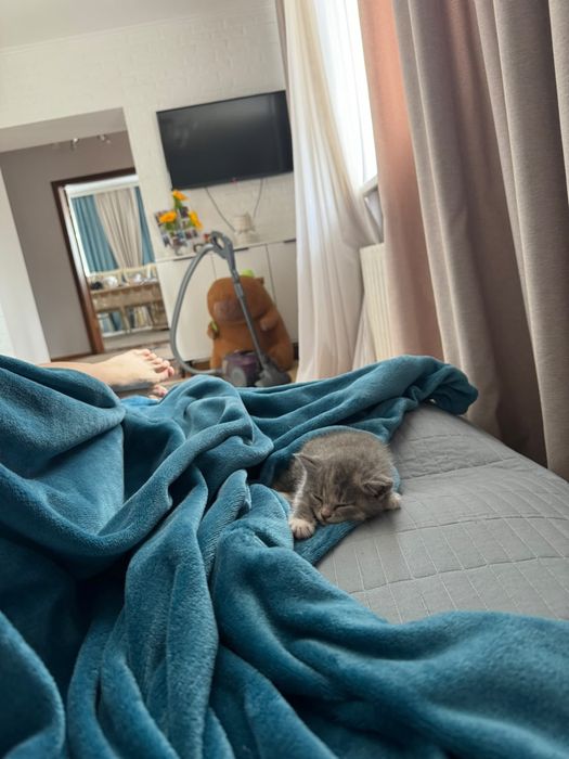 Шотландский котенок