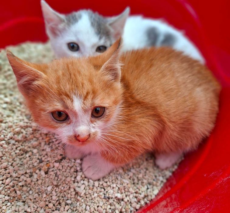 Adoptie pui de pisica roscat Sofronel