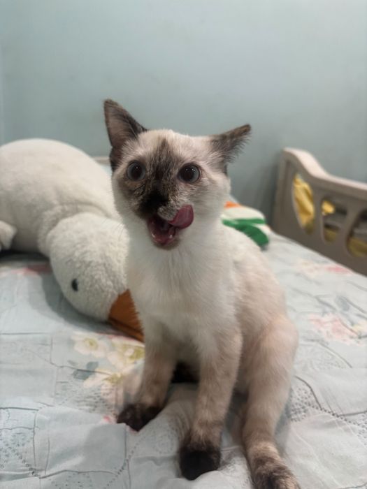 Котенок девочка отдаём в добрые руки
