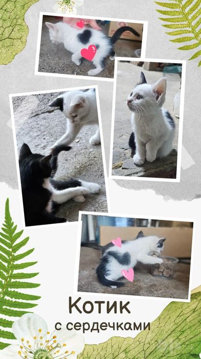 Котята в хорошие, добрые руки