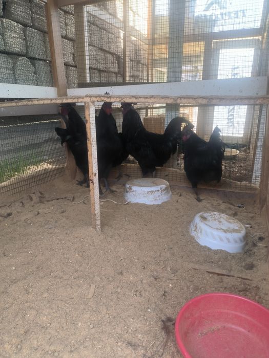 Ухаюль. Хорозлари