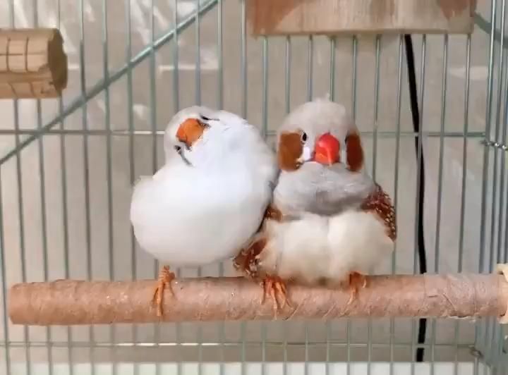 Амадины зебровые
