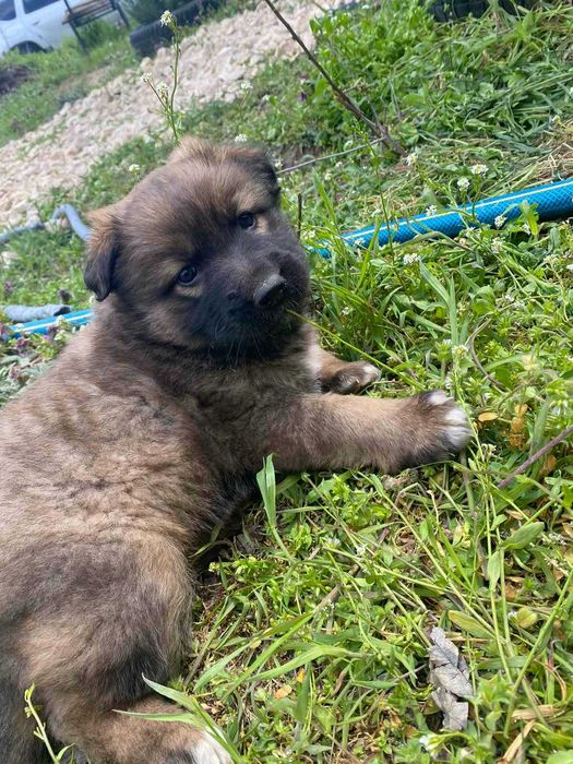 Продавам кученца