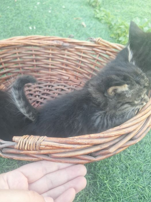 Отдам котят срочно