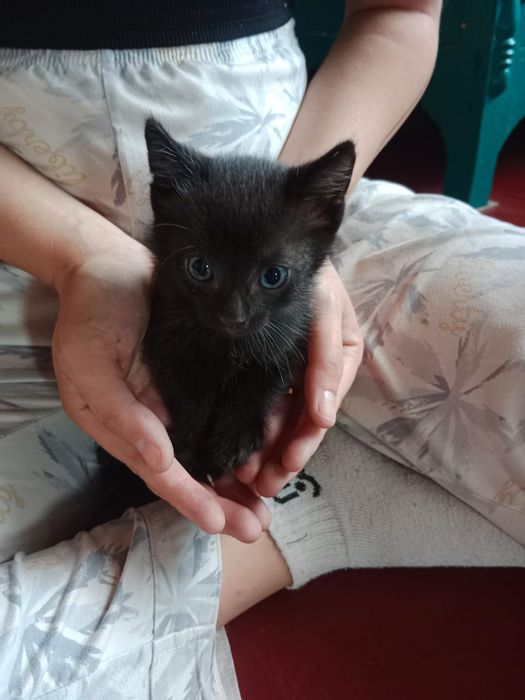 Отдам котят в добрые руки