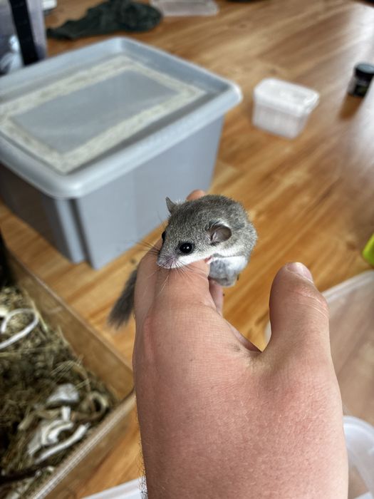 Vand gecko, soparle, parsi si alte exotice rare