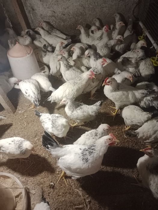 Порода Адлер Серебристый.