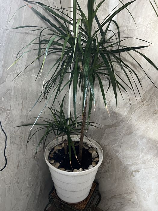 Комнатный цветок Драцена