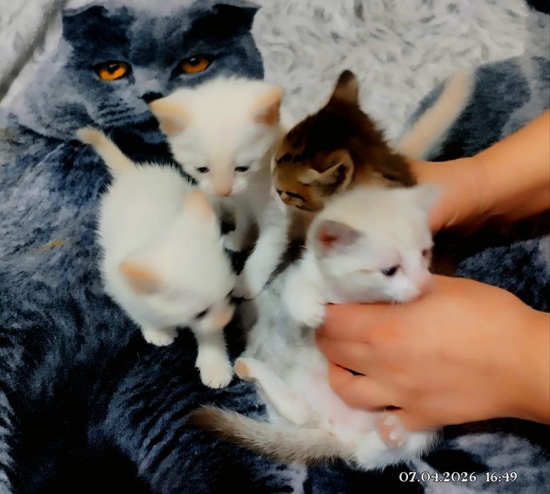 Отдам катят в добрым людям.