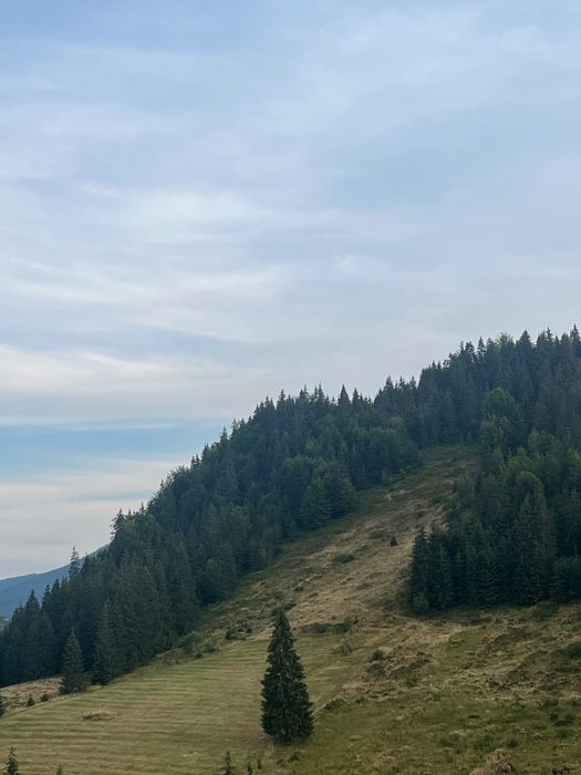 Teren de vânzare Arieseni
