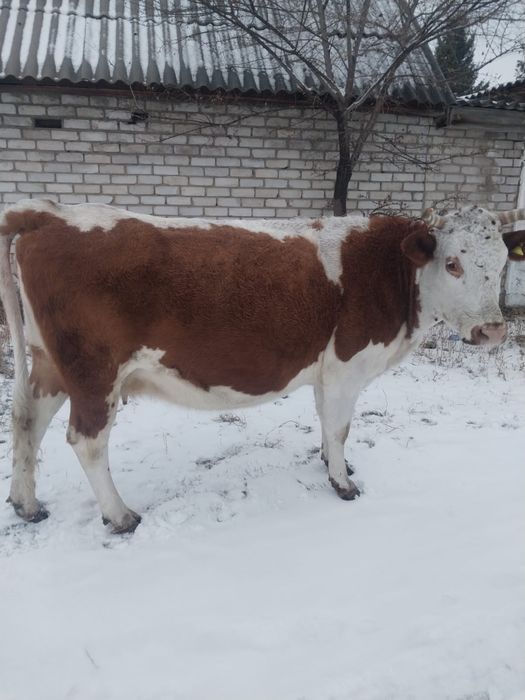 Продается корова 4 отёл