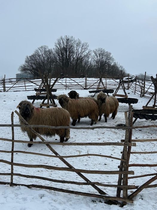 De vinzare berbeci bucalai