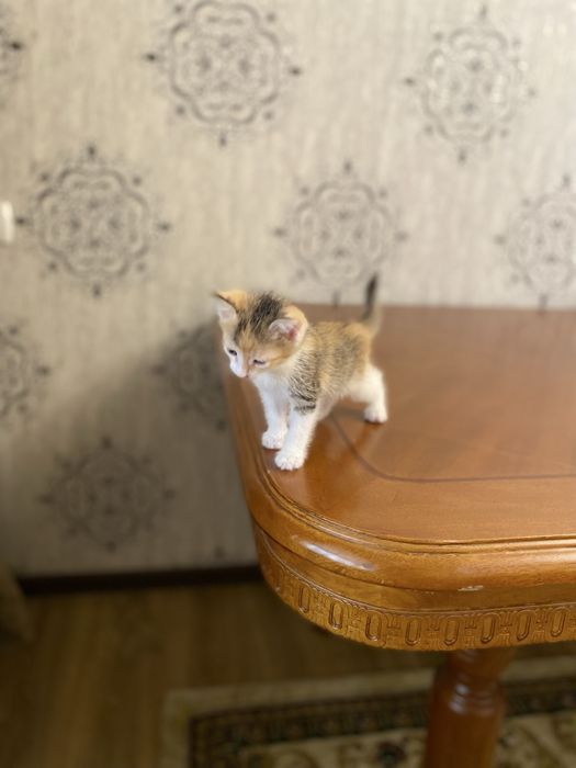 Екі марғау сатылады. 1 данасы 5000 тг