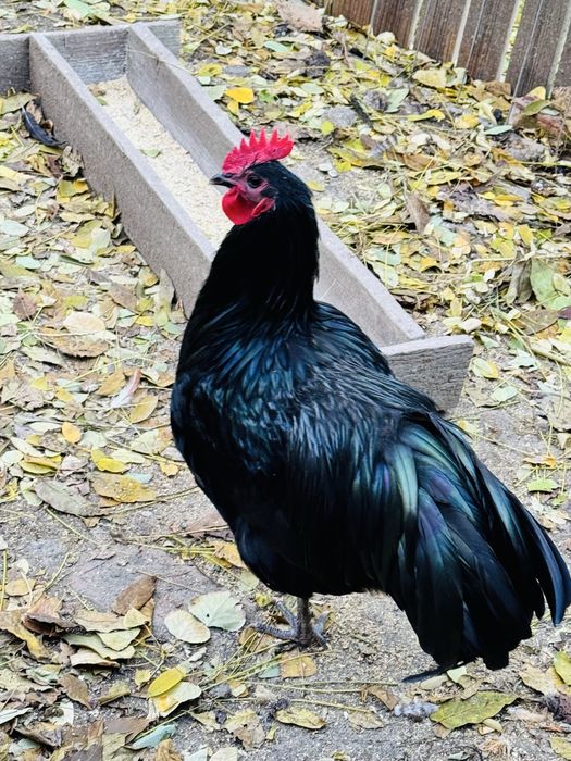 Vand oua Australorp