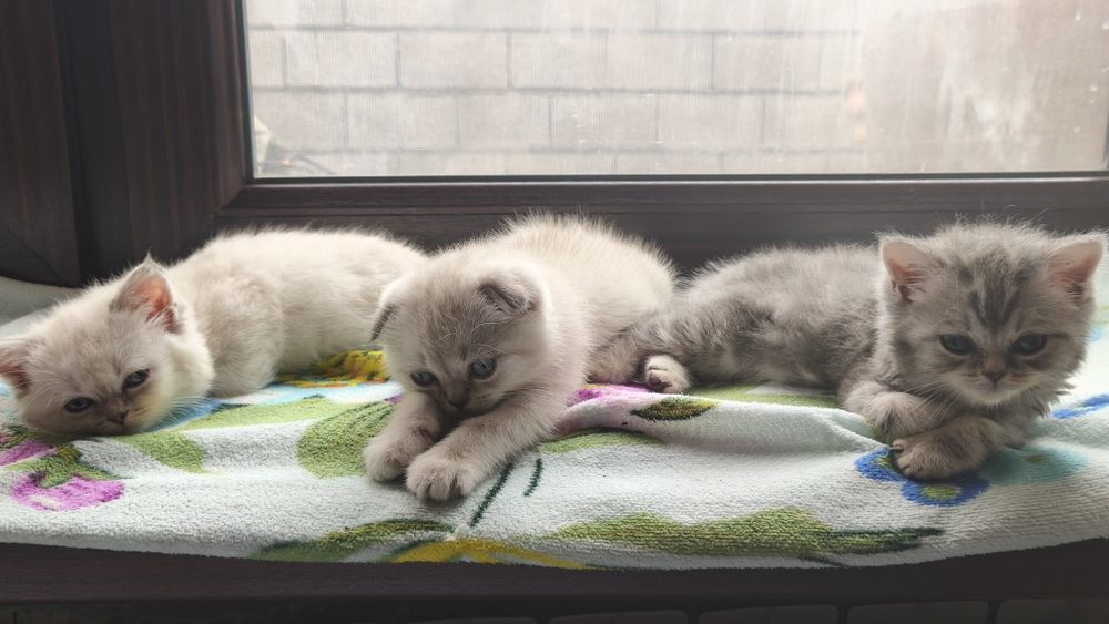 Шотландские котята