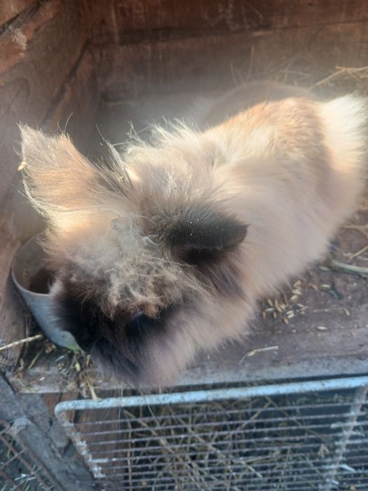 9 iepuri pitici   450 lei  Constanța i