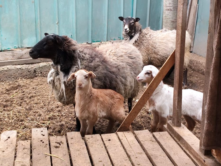 Овцы с ягнятами продам