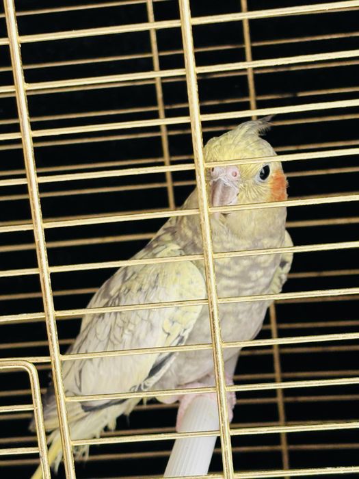 Продам попугая ,породы корелла