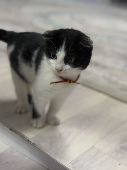 Мысык сатыладыыы