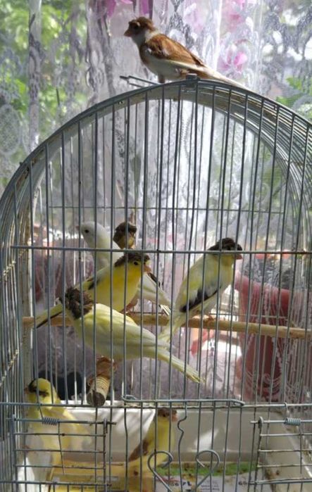 Zebrute Australiene, Perusi, canari, disponibili