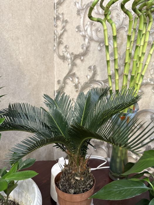 Домашние цветы. Бамбук 80-100 см