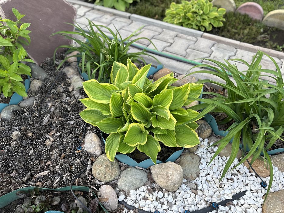 Сортовые хосты, медуница