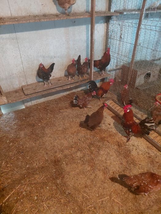 Gainusi americane de vanzare