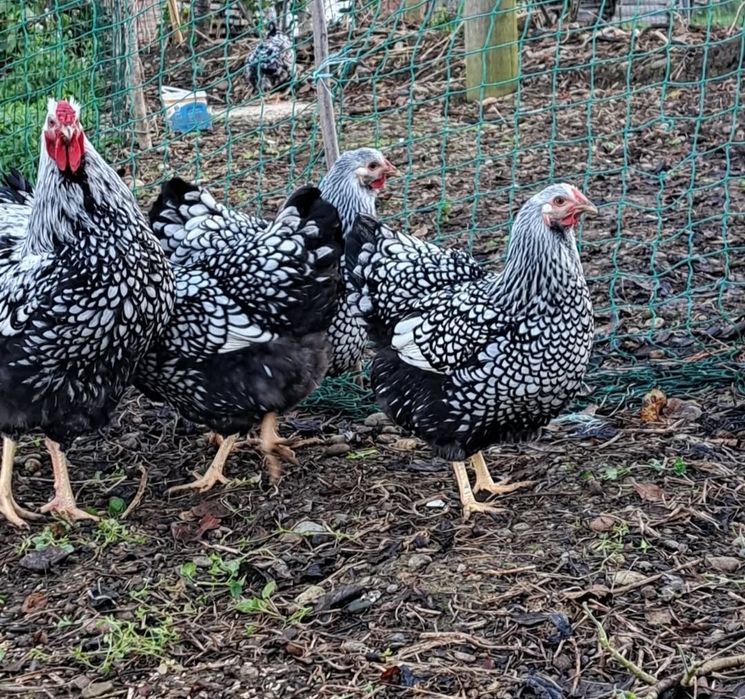 Инкубацыоны яйцо виандот серебро