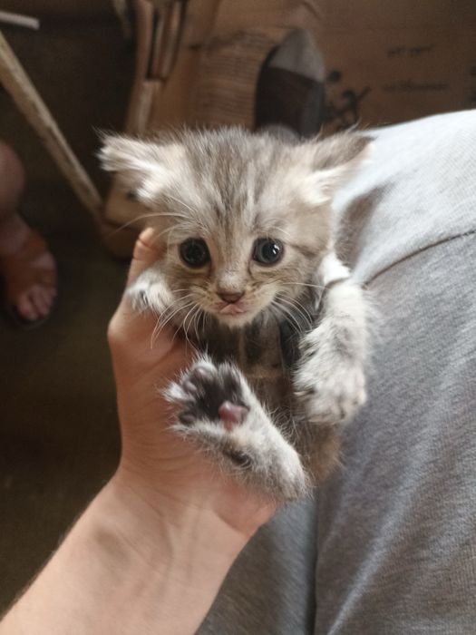 Котята в хорошие руки