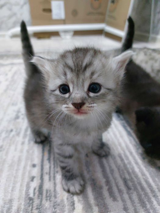 Домашние котята.