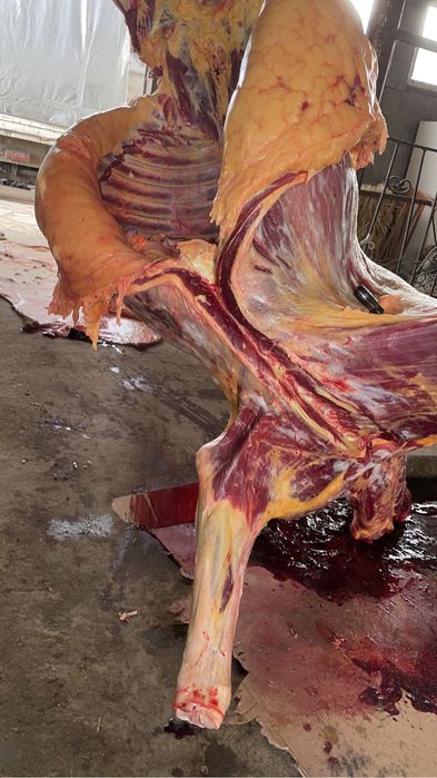 Срочно продам мясо конины