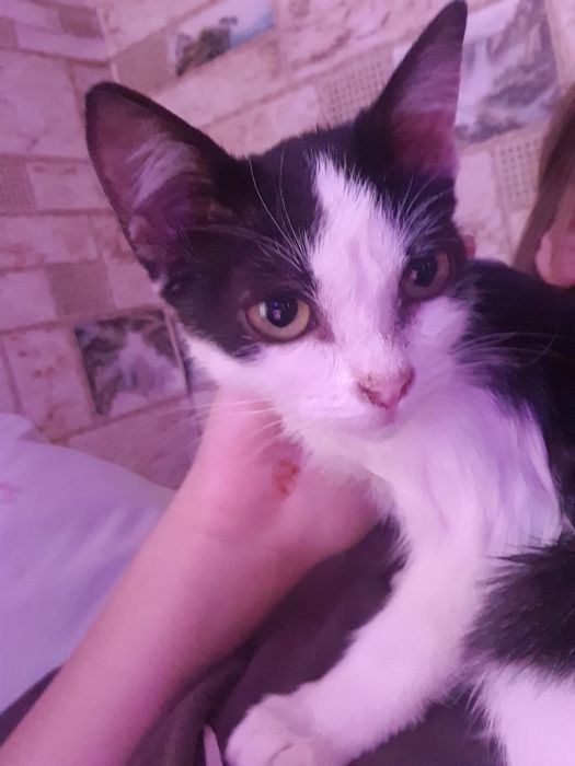 Котик девочка бесплатно