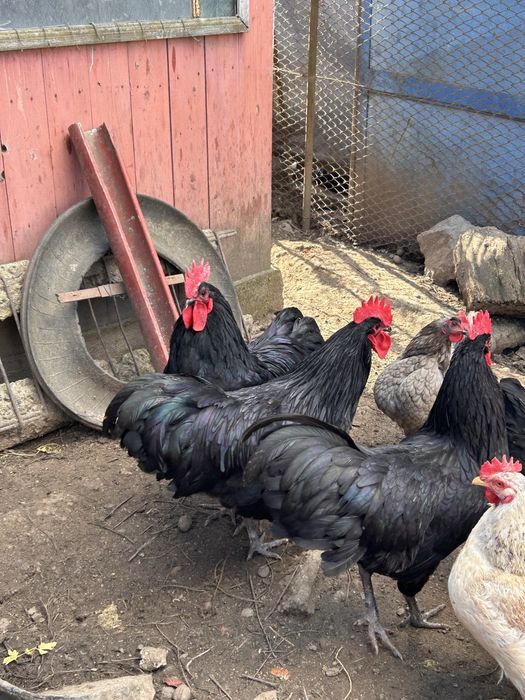 Cocos Australorp