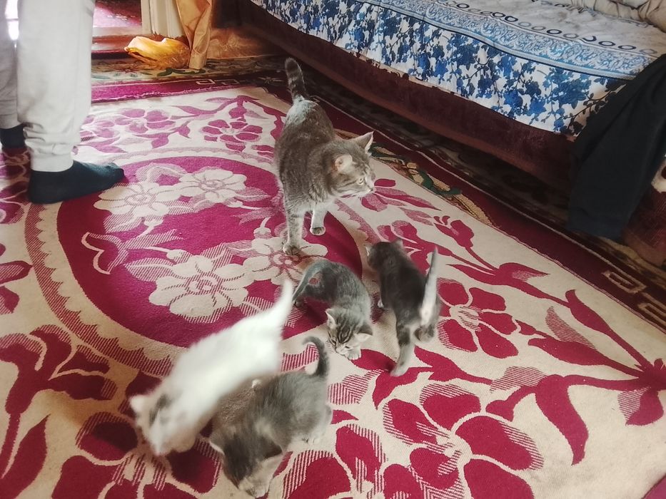 Котята народу не помню