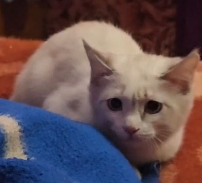 Котик страйт 5мес , в добрые руки