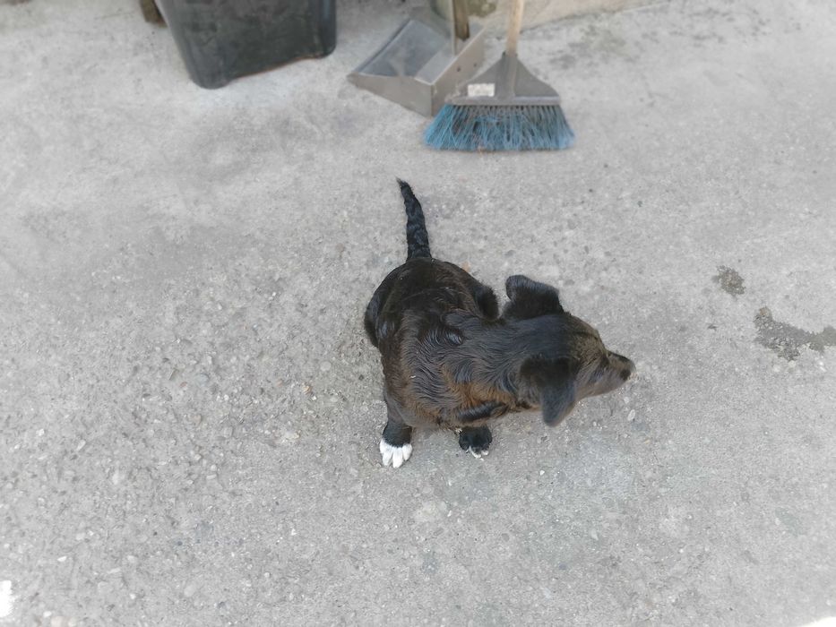 Câine pui donez sanatos