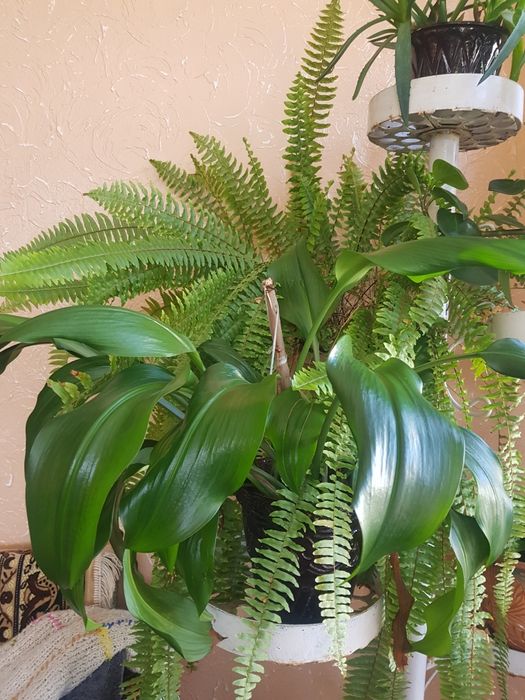 Комнатные растения