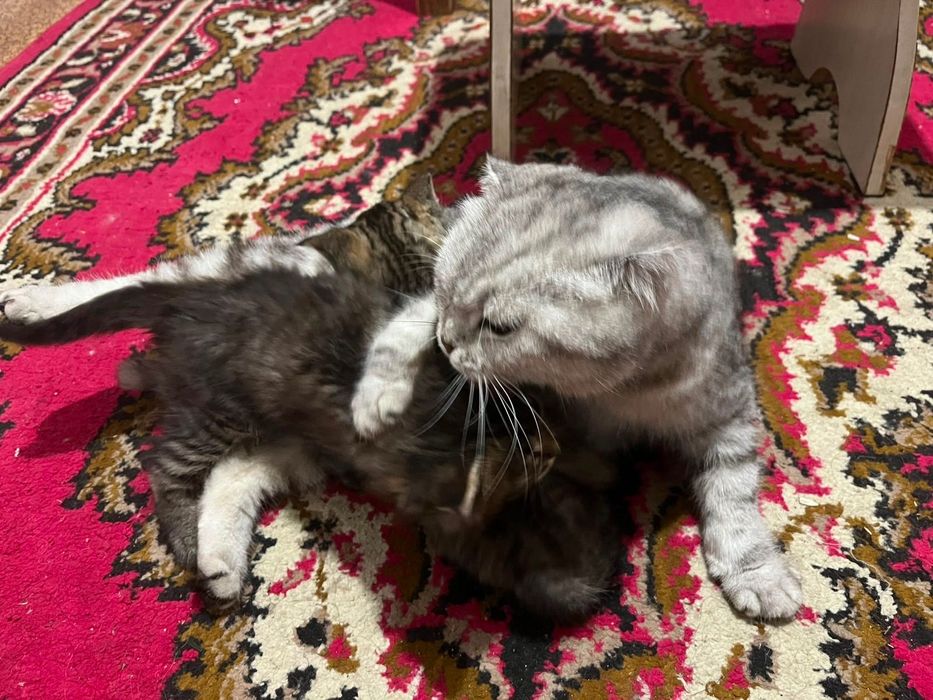 Британские котята