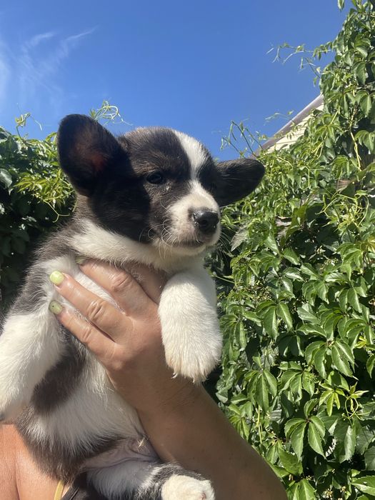 Вельш корги кадиган