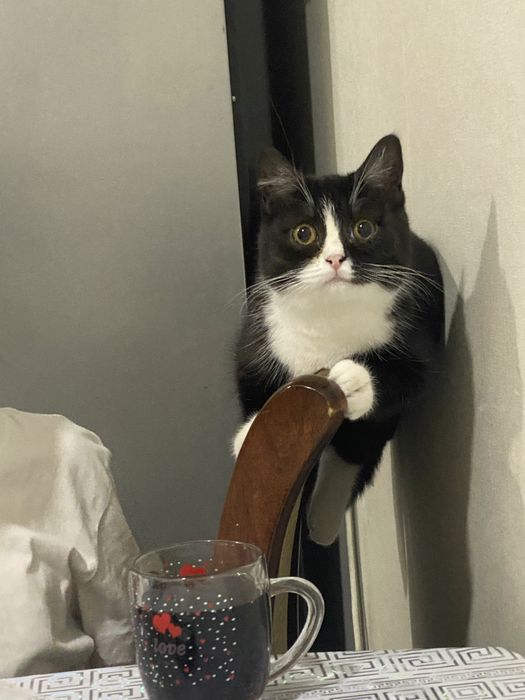 Отдам кошечку Хильду