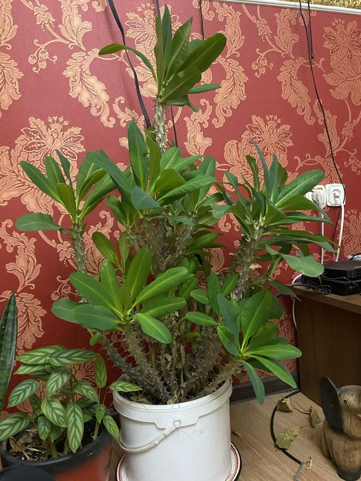 Растение Молочай Миля