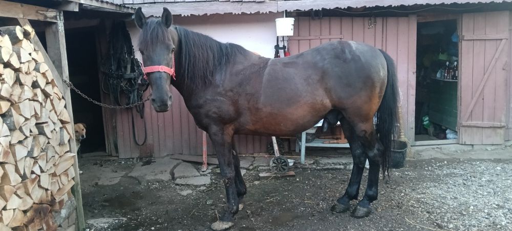 Cal de vânzare 9000 ron