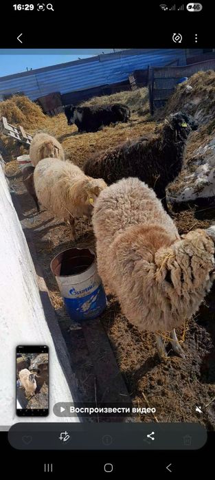 Қойлар сатылады.