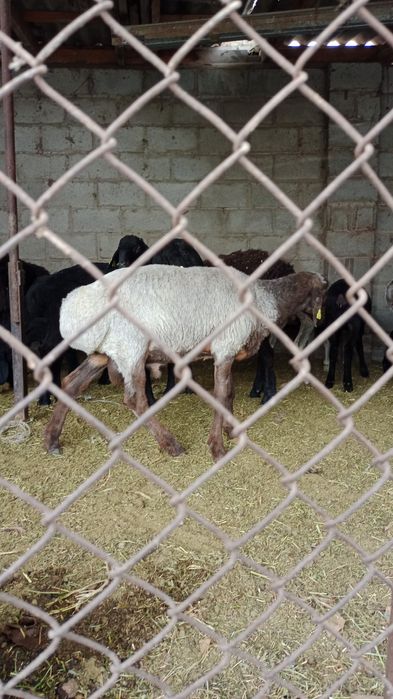 Қой, тоқты сатылады