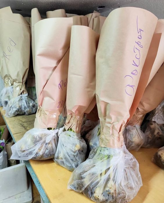 Тюльпаны оптом из теплицы