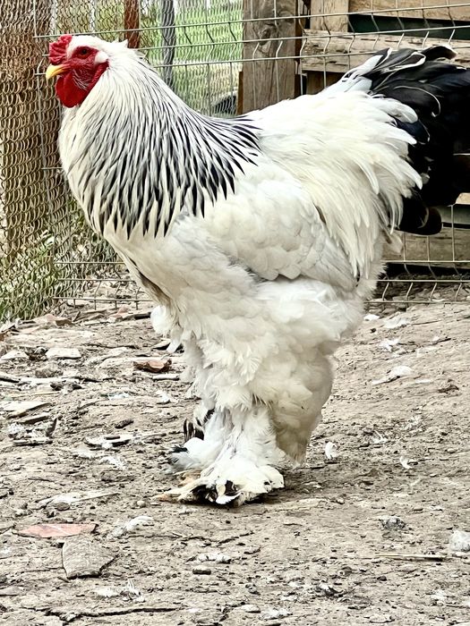 Brahma herminat deschis